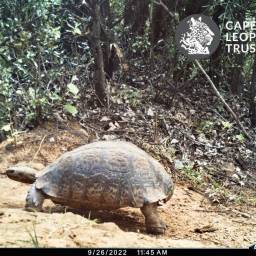 Leopard tortoise